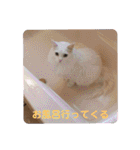 我が家の猫②（個別スタンプ：25）