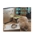 我が家の猫②（個別スタンプ：28）