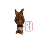 ベンガル猫ROKIの毎日スタンプ（個別スタンプ：1）