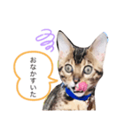 ベンガル猫ROKIの毎日スタンプ（個別スタンプ：4）
