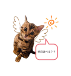ベンガル猫ROKIの毎日スタンプ（個別スタンプ：5）