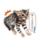 ベンガル猫ROKIの毎日スタンプ（個別スタンプ：6）