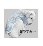白シュナの日常（個別スタンプ：3）