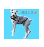 白シュナの日常（個別スタンプ：4）