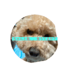 犬の機嫌を治したい（個別スタンプ：4）
