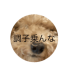 犬の機嫌を治したい（個別スタンプ：5）