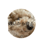 犬の機嫌を治したい（個別スタンプ：6）