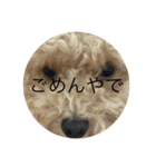 犬の機嫌を治したい（個別スタンプ：7）
