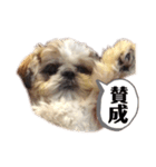 日々まるちゃん16（個別スタンプ：2）