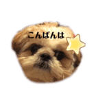 日々まるちゃん16（個別スタンプ：7）