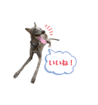 イタグレLIFE☆（個別スタンプ：7）