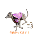 イタグレLIFE☆（個別スタンプ：16）
