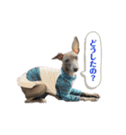 イタグレLIFE☆（個別スタンプ：23）