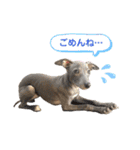 イタグレLIFE☆（個別スタンプ：26）