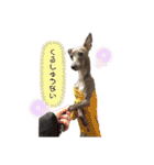 イタグレLIFE☆（個別スタンプ：36）