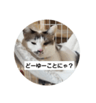 仙台にゃんこ城 にゃらver.（個別スタンプ：4）