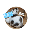 仙台にゃんこ城 にゃらver.（個別スタンプ：6）