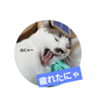 仙台にゃんこ城 にゃらver.（個別スタンプ：11）