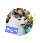 仙台にゃんこ城 にゃらver.（個別スタンプ：14）