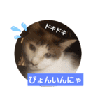 仙台にゃんこ城 にゃらver.（個別スタンプ：15）