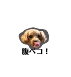犬のご挨拶スタンプmini（個別スタンプ：2）