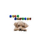 犬のご挨拶スタンプmini（個別スタンプ：4）