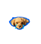 犬のご挨拶スタンプmini（個別スタンプ：6）
