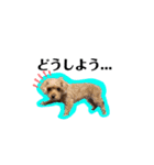 犬のご挨拶スタンプmini（個別スタンプ：7）