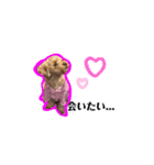犬のご挨拶スタンプmini（個別スタンプ：9）