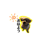 犬のご挨拶スタンプmini（個別スタンプ：11）