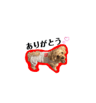 犬のご挨拶スタンプmini（個別スタンプ：12）