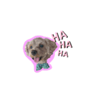 犬のご挨拶スタンプmini（個別スタンプ：15）