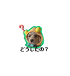 犬のご挨拶スタンプmini（個別スタンプ：16）