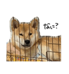 ゆきちが物申します（個別スタンプ：1）