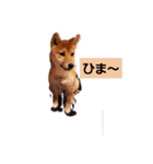 可愛いゆきの（個別スタンプ：1）