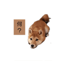 可愛いゆきの（個別スタンプ：2）