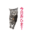 ゴヤモコスタンプ（日常2）（個別スタンプ：2）