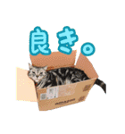 ゴヤモコスタンプ（日常2）（個別スタンプ：17）