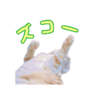 ゴヤモコスタンプ（日常2）（個別スタンプ：24）