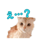 ゴヤモコスタンプ（日常2）（個別スタンプ：34）