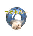 ゴヤモコスタンプ（日常2）（個別スタンプ：40）