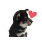 柴犬まろち（個別スタンプ：1）