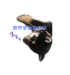 柴犬まろち（個別スタンプ：3）