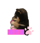 柴犬まろち（個別スタンプ：5）