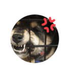 柴犬まろち（個別スタンプ：6）