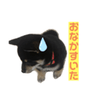 柴犬まろち（個別スタンプ：7）