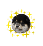 柴犬まろち（個別スタンプ：8）