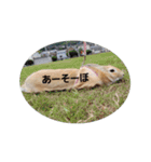チョロすけ〇（個別スタンプ：8）