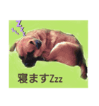(Oli)オリの日常（個別スタンプ：1）