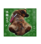(Oli)オリの日常（個別スタンプ：6）